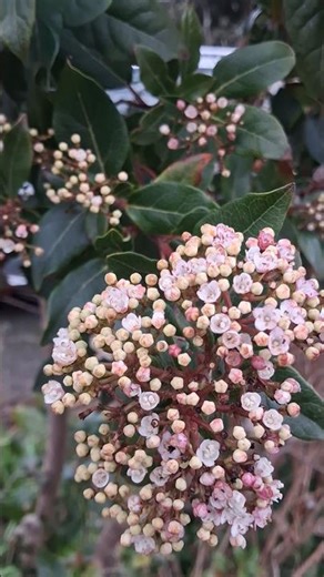 Lurustus Flower | Islamic Song