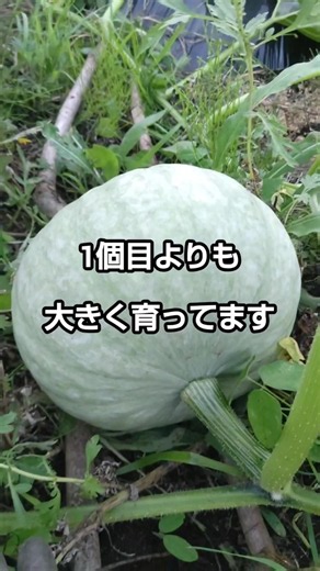 【耕作放棄地】開拓中の畑で育てているカボチャの様子 #収穫 #家庭菜園 #カボチャ