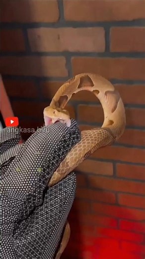 What Herpetologists Use! Venomous Snake-Proof Gloves! #venomoussnake #snakeHandling #shorts