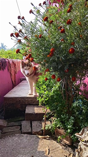 Born to scream, forced to behave 😌 #shortsfeed #youtubeshorts #shorts m #shortvideo #shortsyoutube