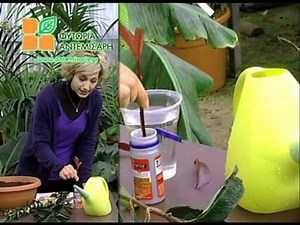 Πολλαπλασιασμός με Μοσχεύματα