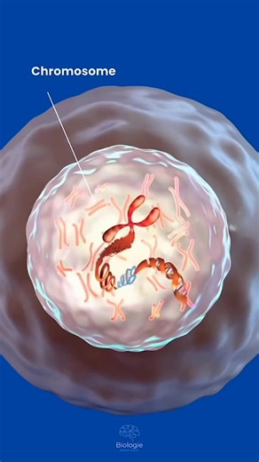 51K views · 15K reactions | La structure de l'ADN #bac2026 #maroc #svt #BioF #2bac #DNA | Svt Challal | Facebook