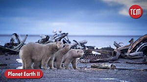BBC’s documentary planet earth has taken viewers to as close as possible to the life of all the habitants of Mother earth | The Centrum Media