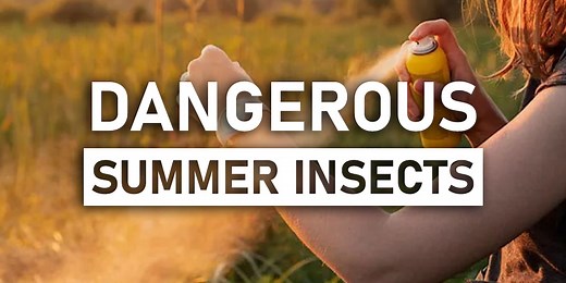 Biting back: dangerous summer insects to watch out for in Northern Nevada
