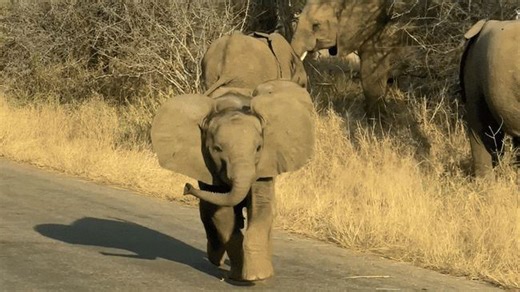 Adorable Baby Elephant Takes a Tumble While Trying to Charge Tourists