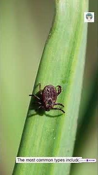 Ticks in Dogs: Symptoms, Types, Identification & Safe Tick Removal Guide #dog #pets #veterinarypharm