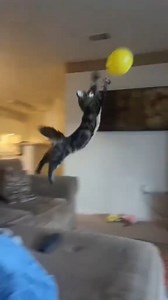 When cat meets ballon #cat #cats #funny #cute #catsofinstagram #kitten #fyp #catlife #funnycat #cutecat | CatDog TheBest