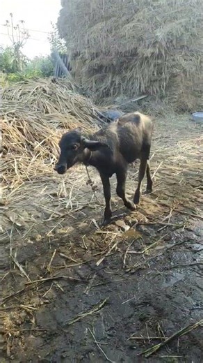 please subscribe to my channel please share the