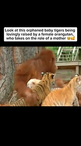 3.1M views · 130K reactions | When orphaned tiger cubs are raised by...