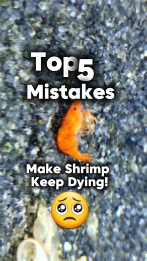 107K views · 1.5K reactions | Top 5 Mistakes for Beginners  Don't miss it  #shrimphatchery #shrimpkeeping #neocaridinashrimp #shrimptank #shrimpaquarium #neocaridina #aquarium #aquariumlife #aquariumhobby | Shrimp Hatchery | Facebook
