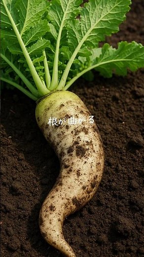【必要？】ダイコン、追肥水やり #家庭菜園