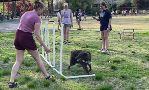 40 reactions · 3 comments | Embrace your style when it comes to tackling obstacles. #UTCVMSpringFling | UTCVM-University of Tennessee College of Veterinary Medicine | Facebook