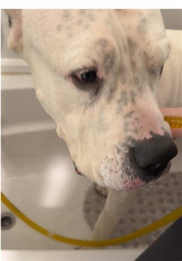 Effortless Pet Bathing with No Install Rinse Pipe