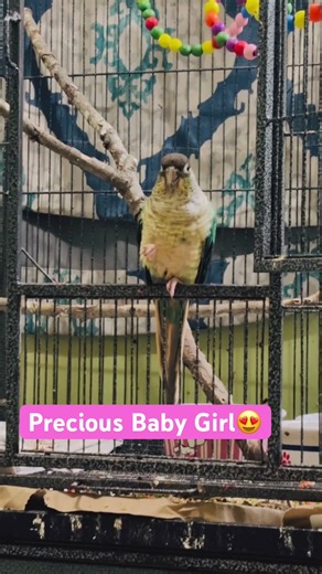 My Beautiful Conure 😍#pets #pet #parrot #conure #birds #bird #cute