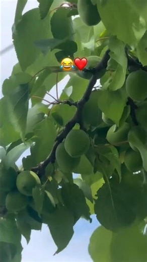 Kimi yegisi keldi 😋❤ #baxt#sevgi#juftlik#muhabbat#shorts#youtubeshorts