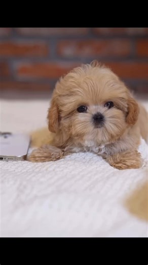 Meet Daisy a small size Maltipoo puppy that is 3 years old now. Personality: Daisy, a gentle spirit who has mastered the art of love! With her soft coat and sweet demeanor, she thrives on affection and is always ready to offer warm snuggles. Daisy will happily curl up in your lap while you read a book or watch TV. Her calm nature makes her the ideal companion for those quiet moments at home, and her loving gaze will make you feel cherished every single day. Give Daisy a forever home, and experie