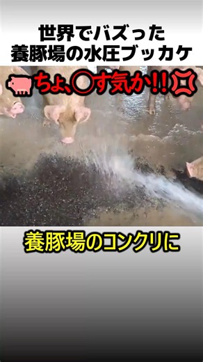 養豚場で高圧洗浄を使う理由