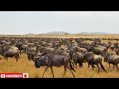 The Wildebeest Adventure: Nature’s Migratory Marvels!
