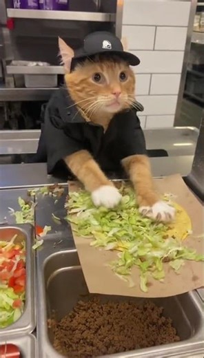 This Cat's Taco Skills Are Hilarious!