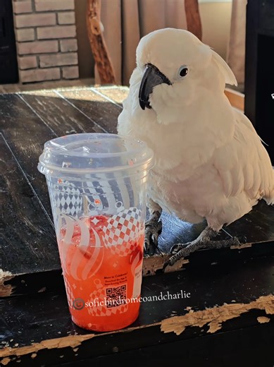 Will she make a good choice or the wrong choice? As you can see from my coffee table good choices aren't always made 🤣 #sofiebirdromeoandcharlie #parrotsoftiktok #birdsoftiktok #funnyparrotvideos