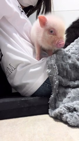 僕の人間 #pignic #pig #ブタカフェ #マイクロブタ #fyp