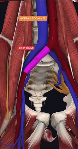 Arteria Femoral: Anatomía y Recorrido en Medicina