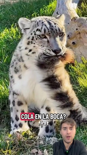 ¿Por qué muerden su propia cola?