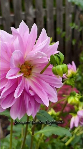 What’s blooming in October? | Backyard Garden Highlights