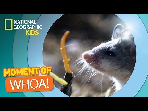 Centipede Whacks a Mouse 🐭 | The Secret Life of Animals