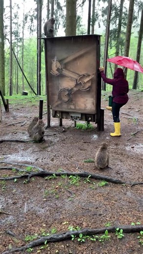 #funnymonkey #funnyanimal #wkwk #haha #funnyvideos