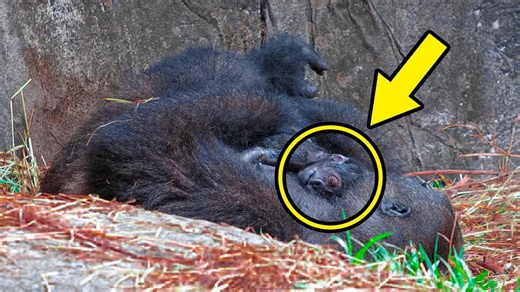 A critically endangered gorilla is about to be a mom, and she’s using a doll for practice