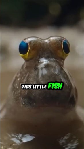 The Fish That Walks on Land