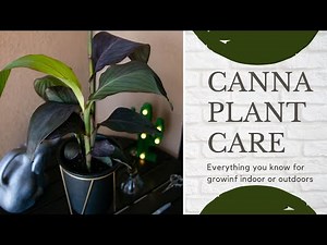 Canna Lily Complete Care Guide To Grow Indoors / Outdoors (For Beginners)