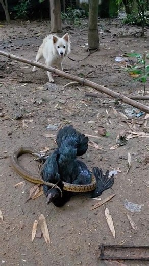 Rat Snake vs Hen 🐓 🐍 😱 #shortvideo #snake #trending #youtubeshorts #viral #wildlife #shorts #reels