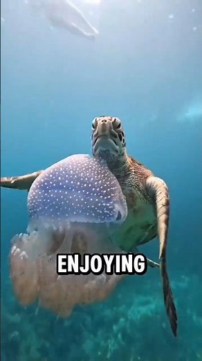 Why Turtles Can Eat Jellyfish Without Getting Stung!😯