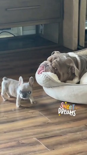 Perfect Shoot 😍 #bulldog #englishbulldog #BulldogProud #BulldogPride #bulldoglife #bulldogpuppy | Bulldog Lover In USA