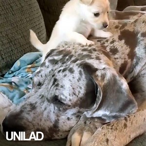 799K views · 14K reactions | This great dane's best friend is a chihuahua puppy  | UNILAD | Facebook