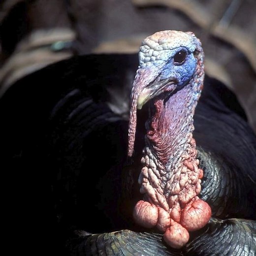 Spring Turkey Season - Texas Parks and Wildlife