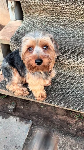 Emma Smiled: New YorkiePips Dog Smile Moment