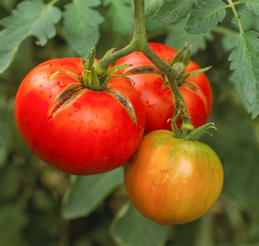 Why Are My Tomatoes Splitting? Here’s the Reason and the Remedy
