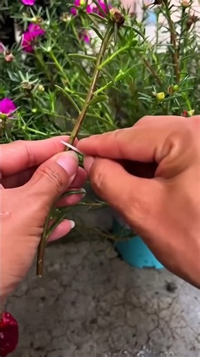 planting portulaca stems in decorative pot #portulaca #portulacagrandiflora