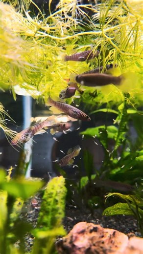 Blue Gularis Killi fish with an attitude! #aquarium #Aquascapegallery