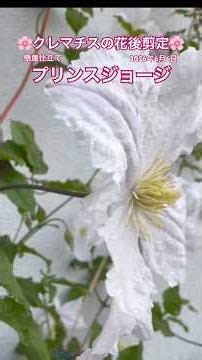 🌸クレマチスの花後剪定🌸懸崖仕立てのプリンスジョージ #エンジョイローズガーデンちっちゃい #クレマチス #プリンスジョージ