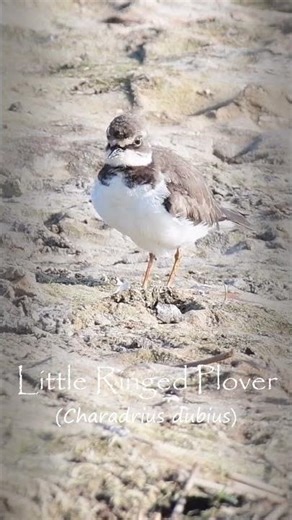 Amazing Birds of Thailand | The Little-ringed Plover | #birds #nature #thailand