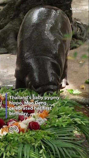 See how Moo Deng, the viral pygmy hippo, celebrated her first birthday at her Thai zoo #Shorts