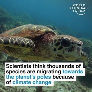 Thousands of species forced to migrate because of climate change. 🔎 Learn more about how climate change affects animals: https://buff.ly/31rEYQ7 | World Economic Forum