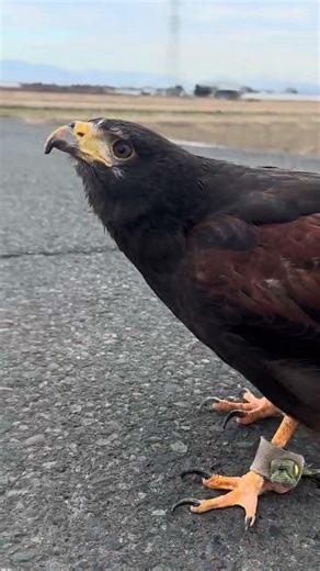 【音あり🎶】鳴きながら歩く鷹｜Hawk vocalizing #falcon #shorts #hayabusa #鳴き声