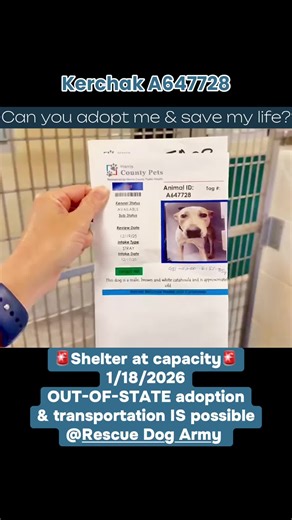 📍Houston,TX🚨URGENT🚨⏳ℹ️ Kerchak A647728. He is about 2 year old & 59lbs. Kerchak came into the shelter on 12/17/2025 as a stray. Kerchak is listed as a Catahoula Leopard Hound mix. This sweet boy is dog friendly-cokenneled while at the shelter. Heartworm status unknown ❓, could not find in notes. Please consider adopting Kerchak🩵 🆘Decisions for space are made Mon, Wed, Fri. Shelter only has 15 day grace period. 📦 Out-of-state adoption is done through rescue partners— not the shelter. Please