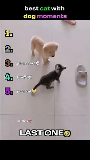 😹 Best Cat & Dog Moments Ever! So Cute Together 🐶🐱
