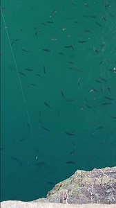 Dunbar harbour full of Pollock probably the basking shark! #fishing #fish #fishingtechniques